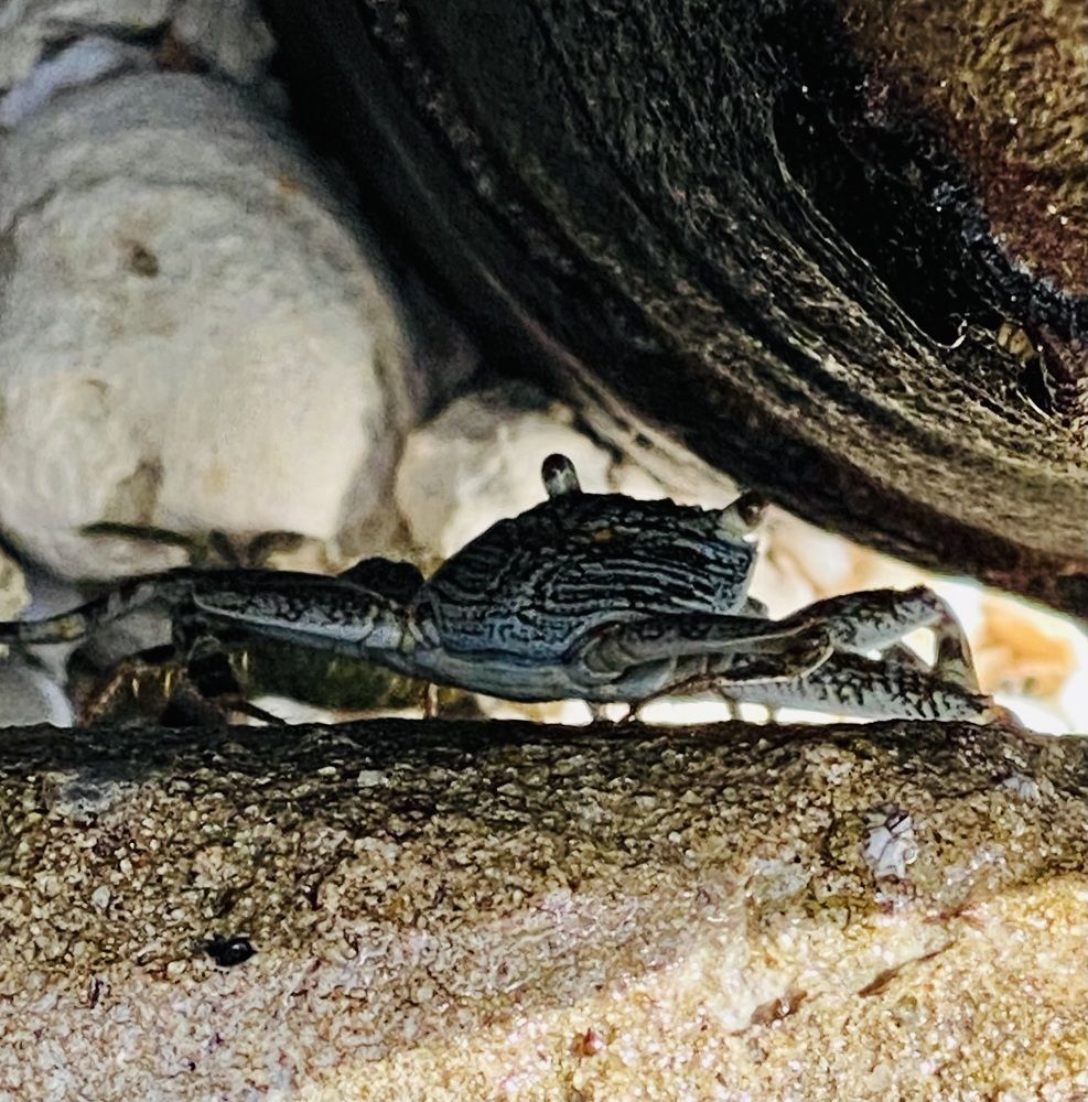 Фотография автора ГУЗАЛИЯ ГАНИЕВА