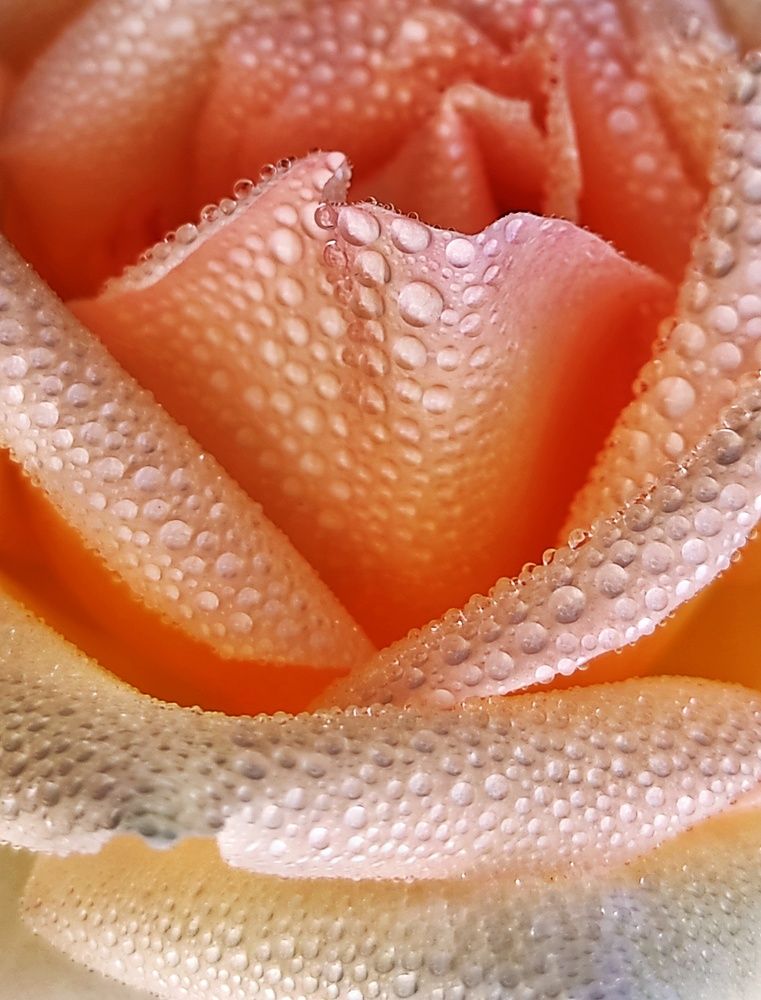 Photograph by GURJIT SHAH