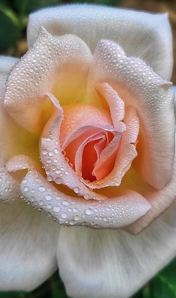 Photograph by GURJIT SHAH