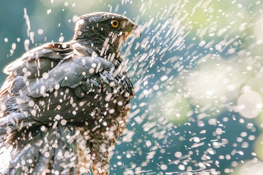 Photograph by Chris Brain