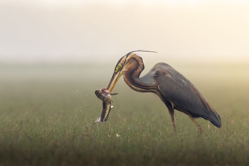 Photograph by Rajarshi Roy