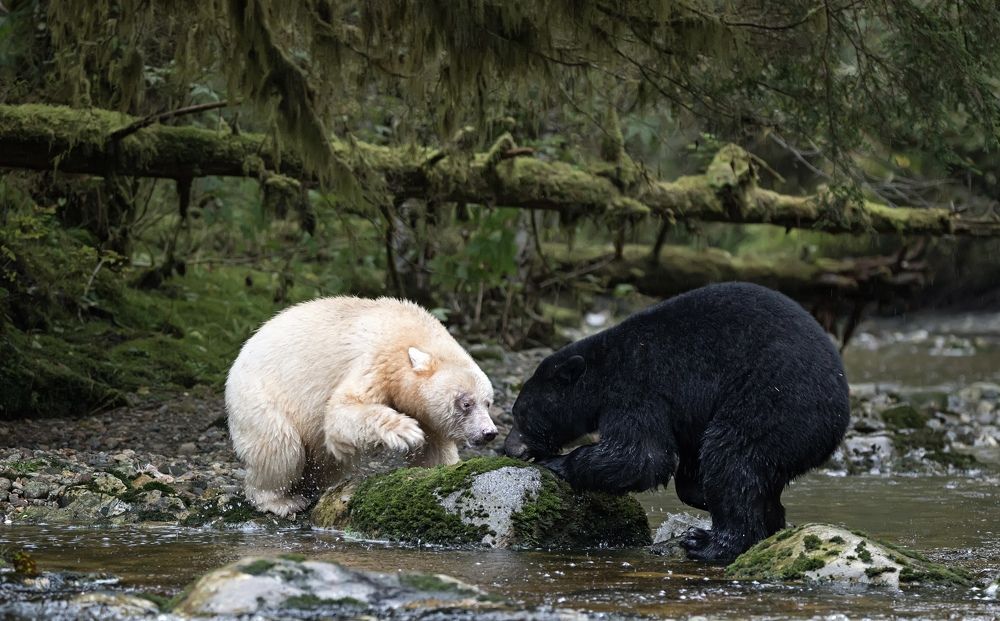 Photograph by Владимир Цветов
