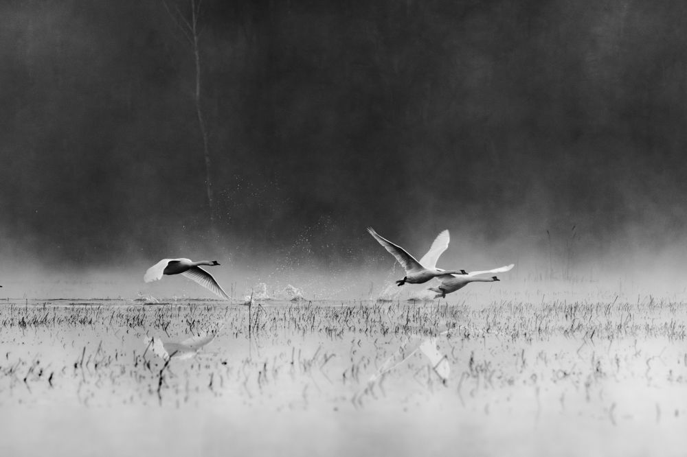 Swamp swans