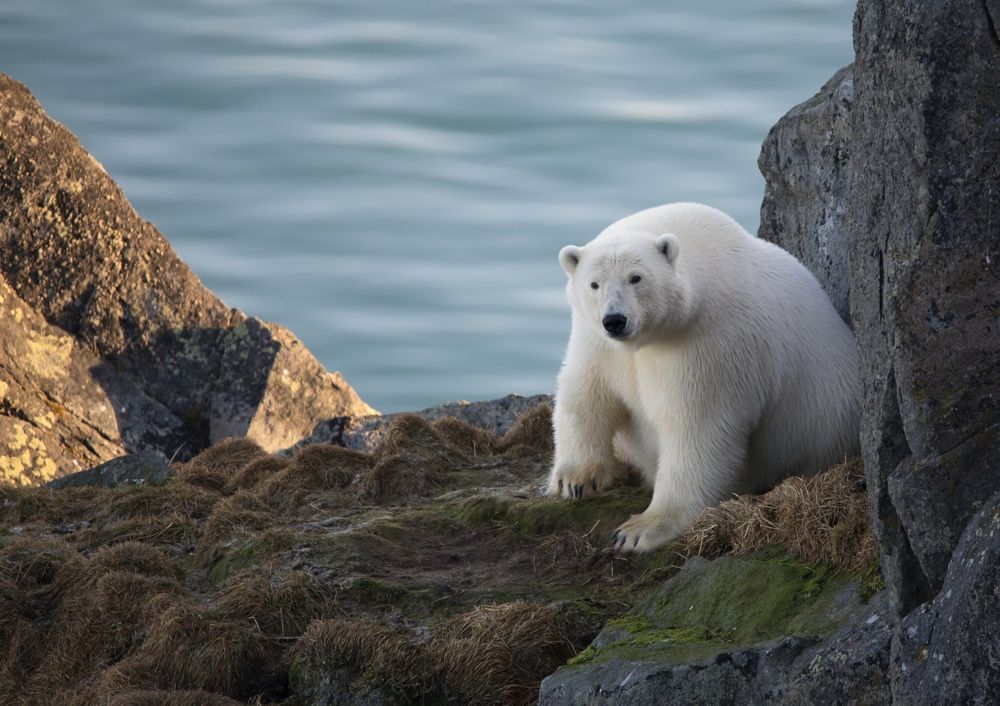 Photograph by Владимир Цветов