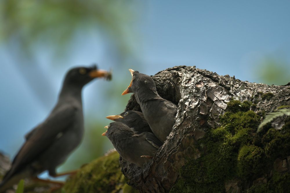 Hunger of the chicks