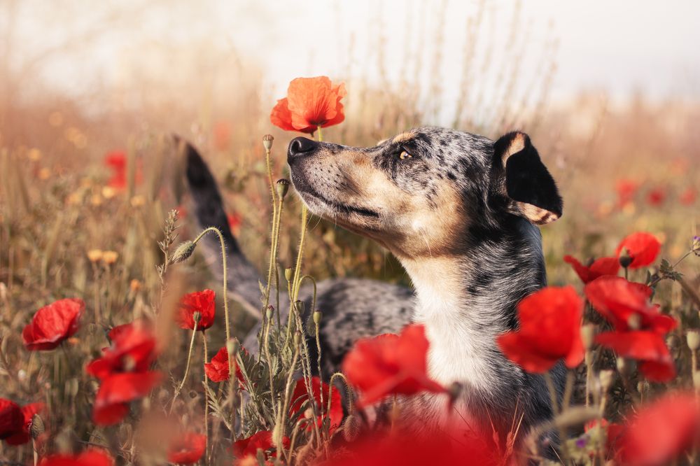 Photograph by leticia pascual garcia