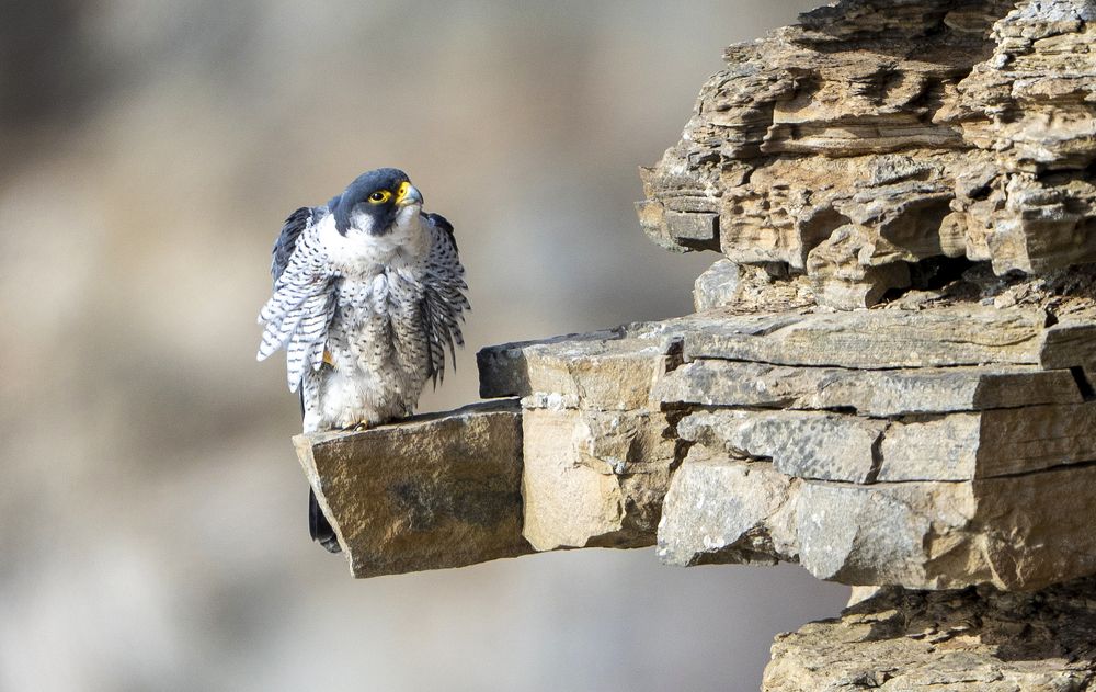 Сапсан в ожидании