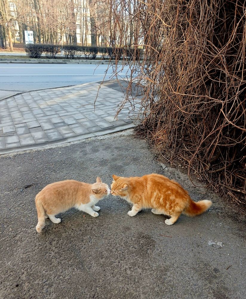 Photograph by Елена Кузнецова