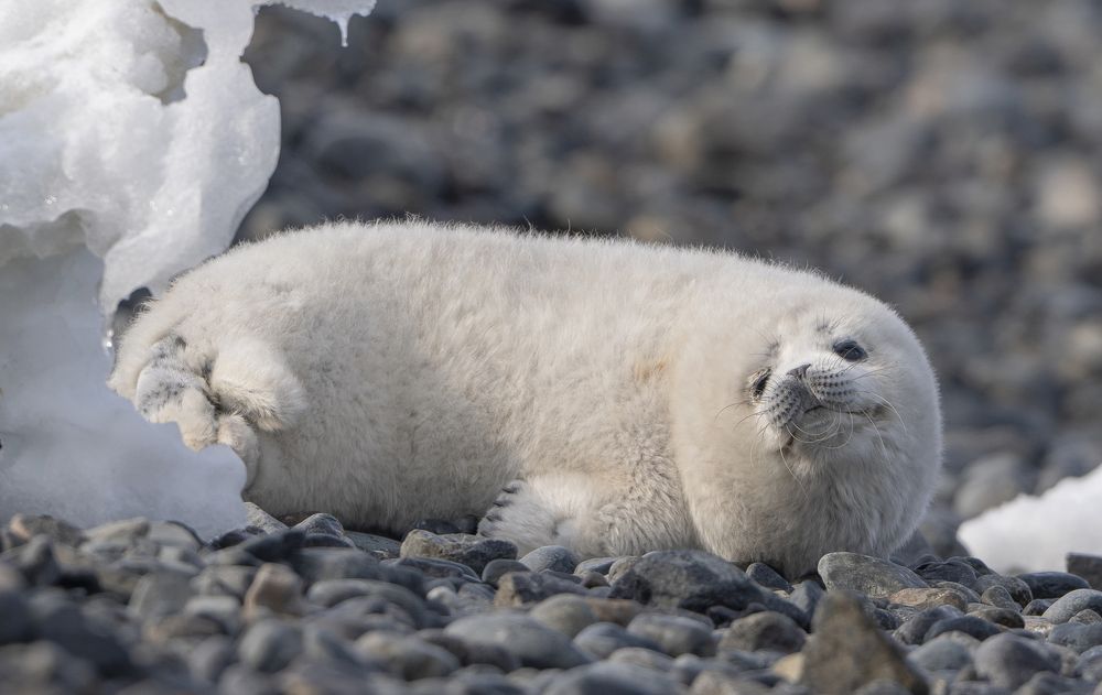 Младенчество