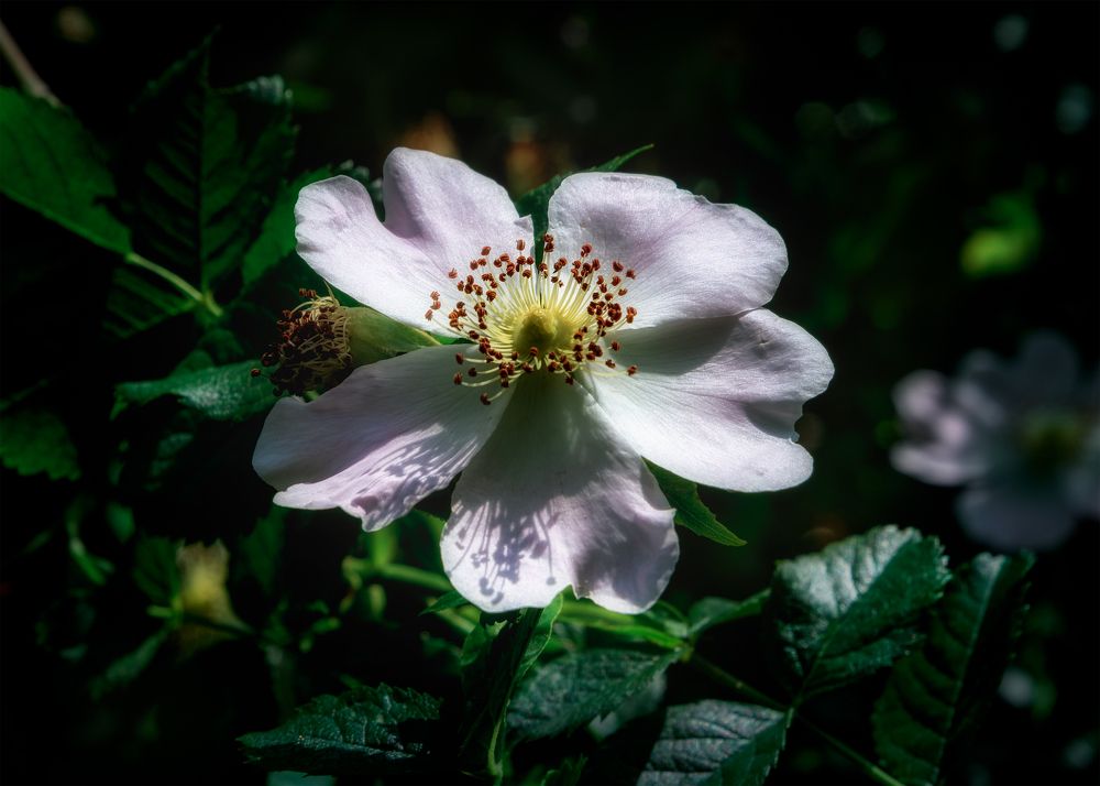 Photograph by Владимир Кваша