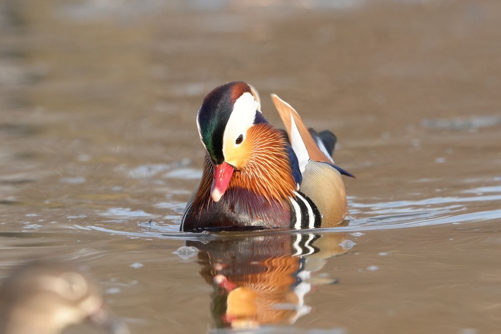 Фотография автора Юлия Белянцева