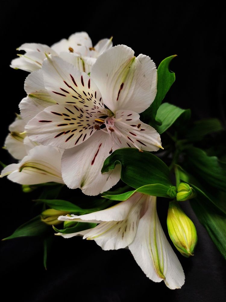 Photograph by Олеся