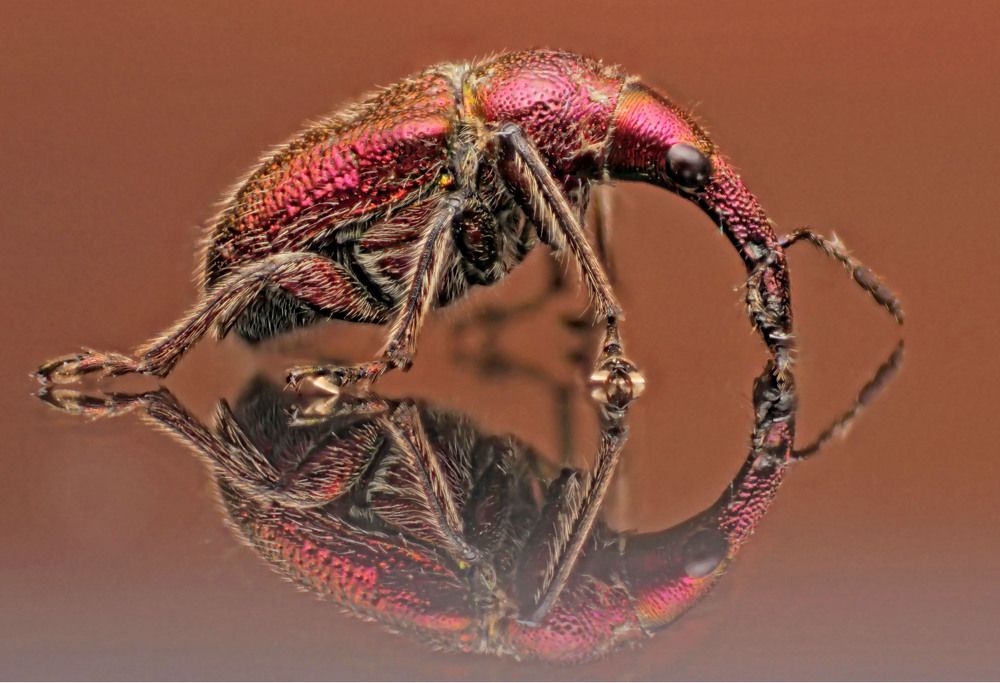 Photograph by Omid Mirshamsi