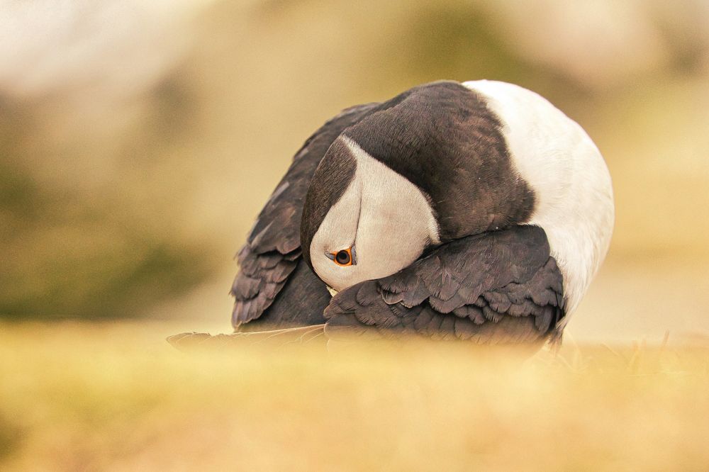 Photograph by Rocco Galati