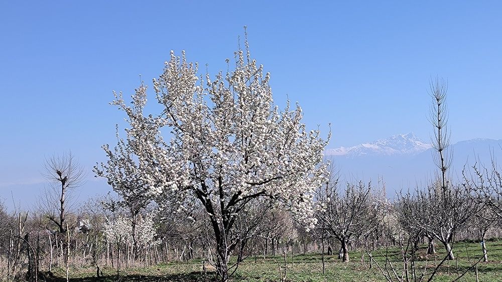 Фотография автора Manzoor Ahmad