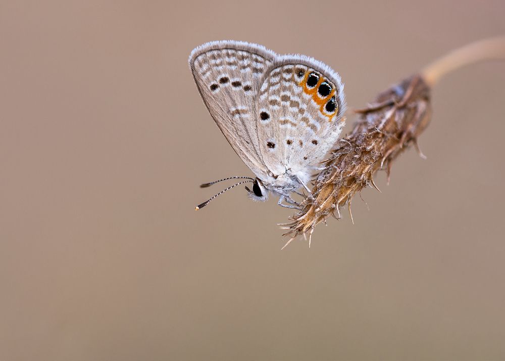 Фотография автора Farshid Ghasemian