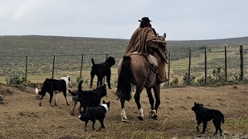 Фотография автора gustavo pecelis