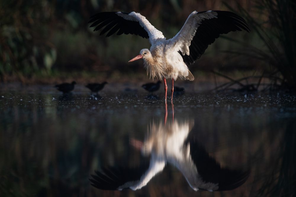 Фотография автора Mehdi EL Baqali