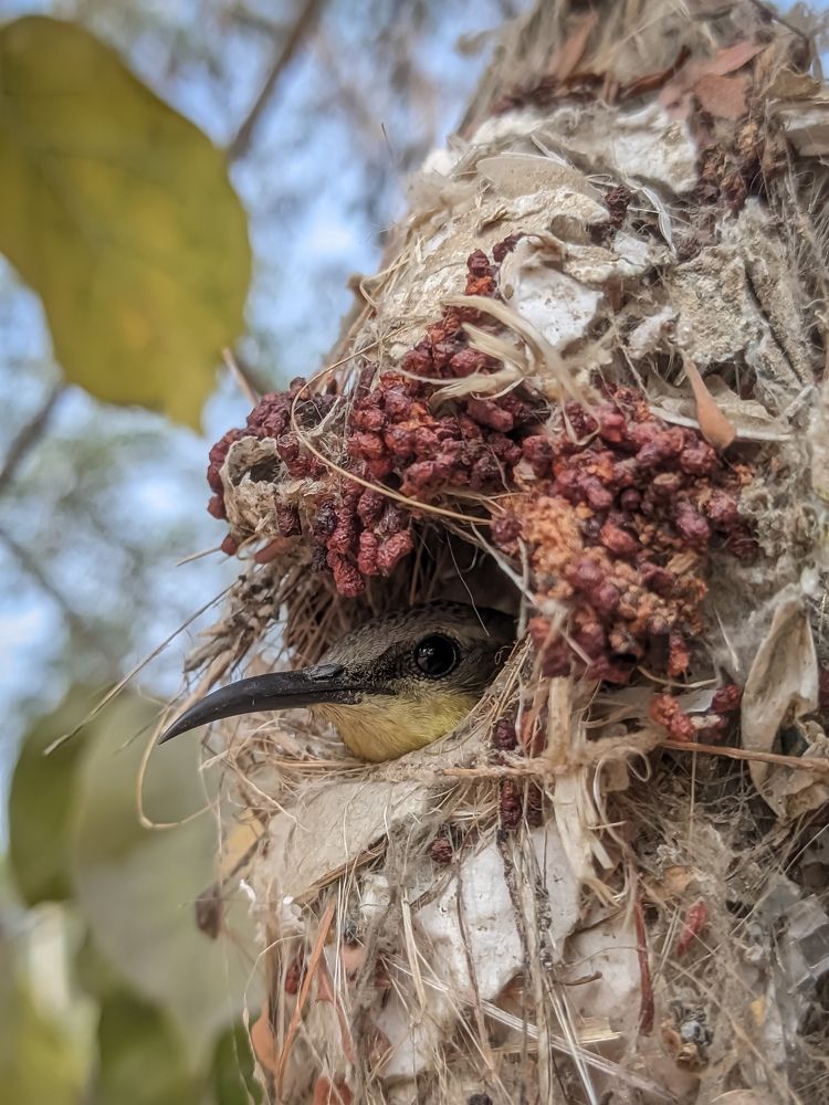 Photograph by Vijayakumar