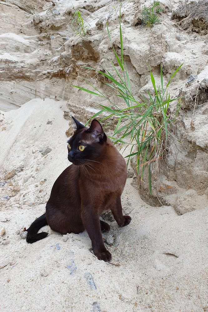 Фотография автора Надежда Лисицына