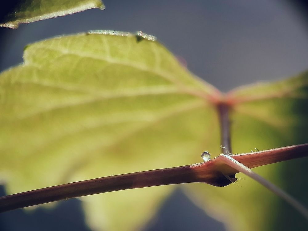 Жемчужные желёзки «Шардоне»