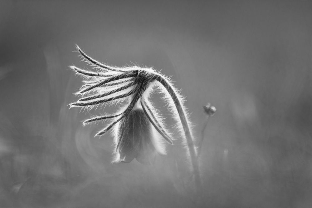 Pulsatilla pratensis nigricans