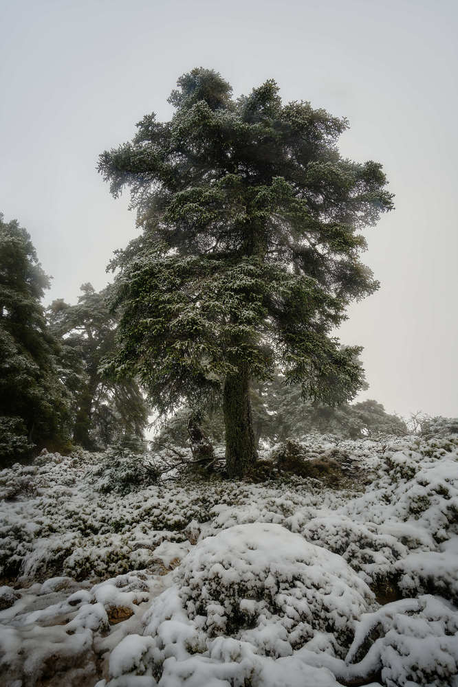 Photograph by Marquez Lanza Antonio