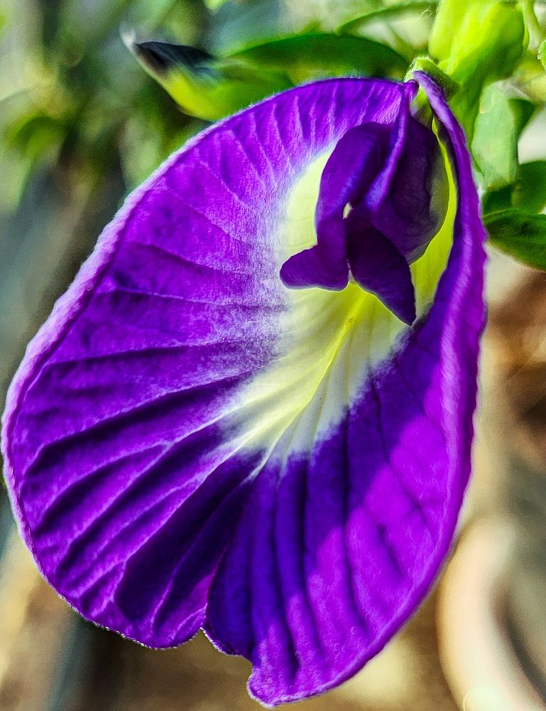 Gokarna flower