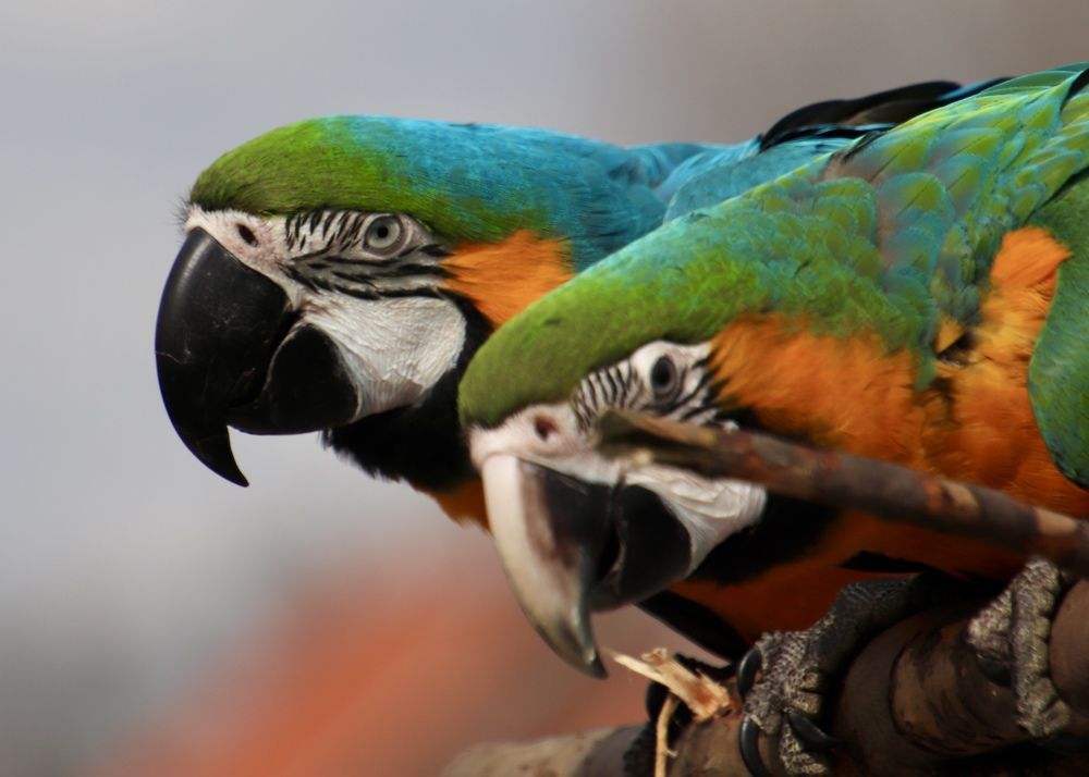 Photograph by Merelllllll De vogel