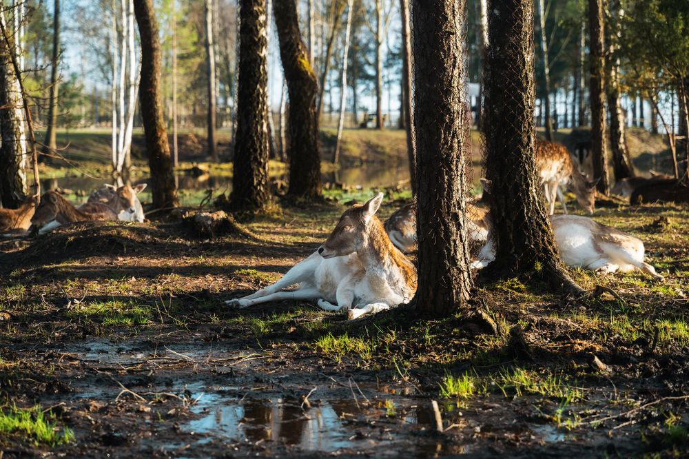Photograph by Сергей Нестер