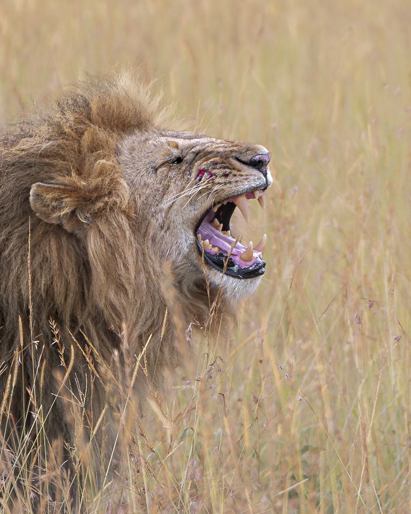 Photograph by Jayakumar MN