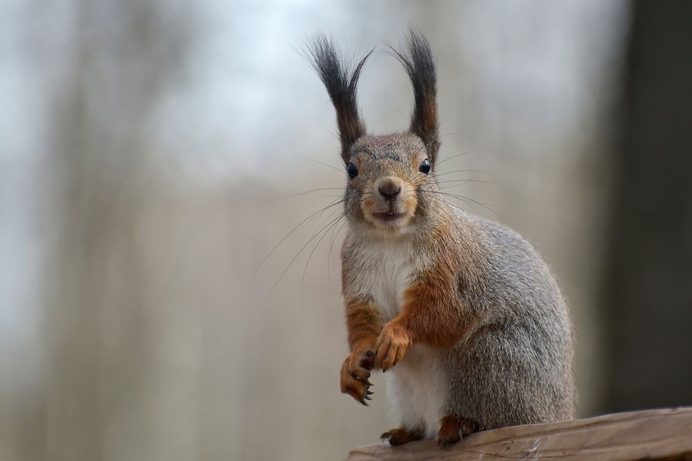 Photograph by Игорь Корнейчук