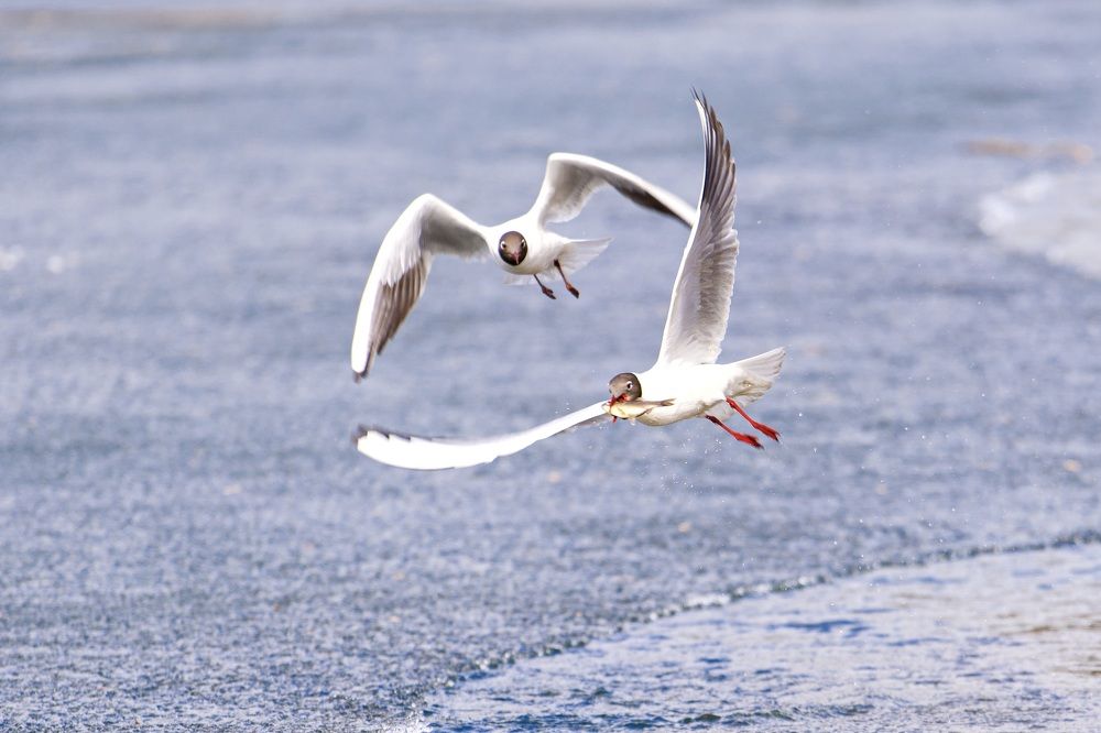 Photograph by Алексей Шевченко