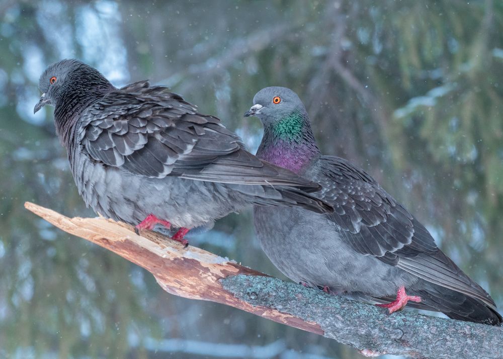 Photograph by Тамара Вотинцева