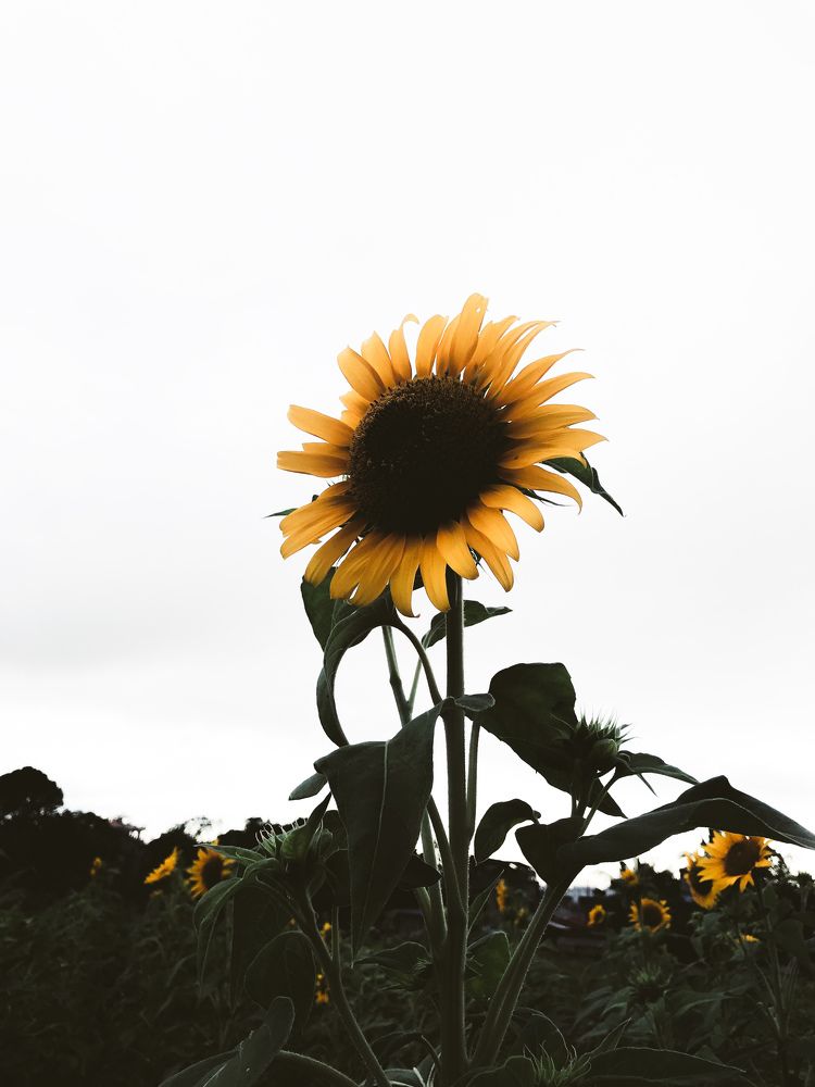 Photograph by Sr. Ma. Jenny Mhy-sy Yasa