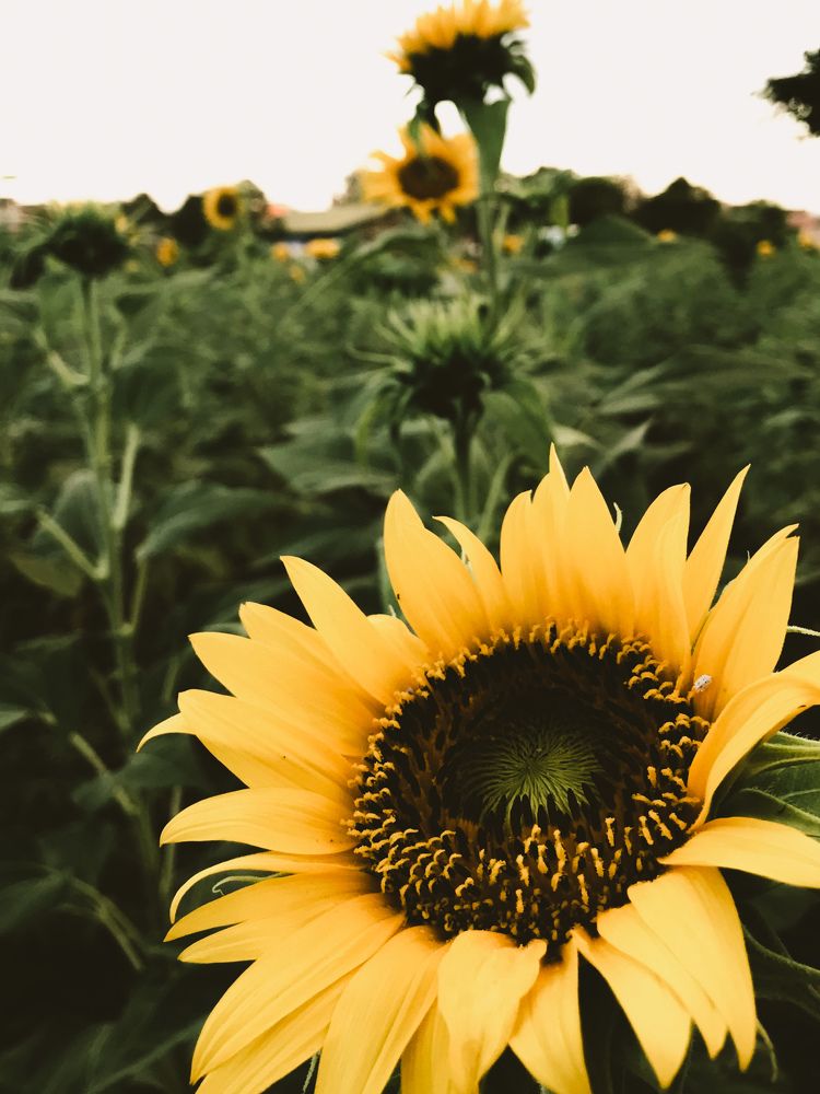 Photograph by Sr. Ma. Jenny Mhy-sy Yasa