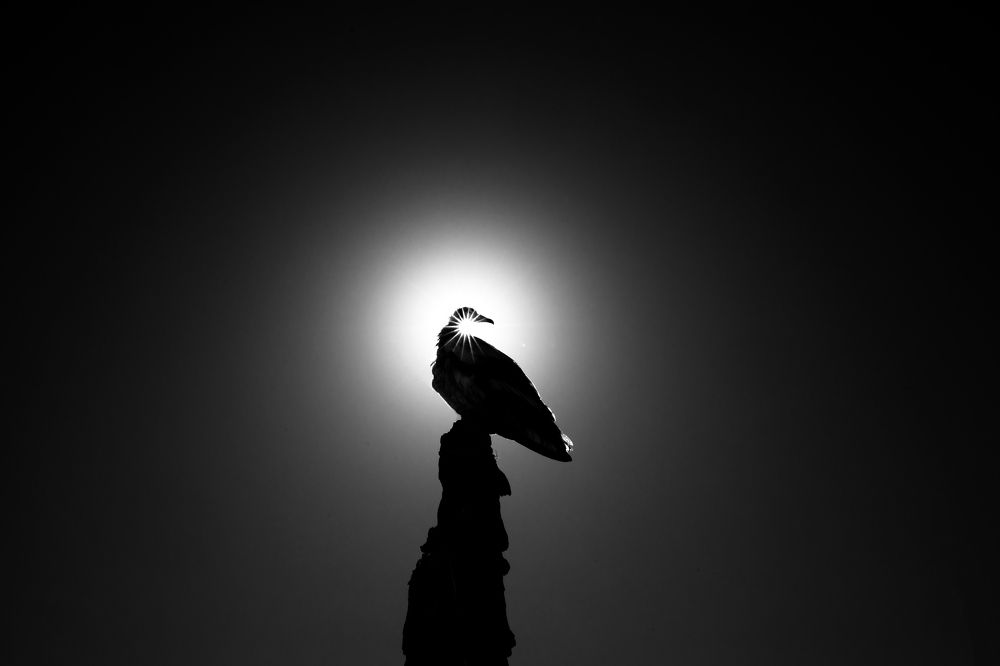 Photograph by Adrian Grigore