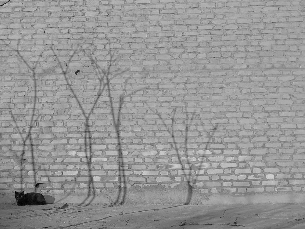 Фотография автора bahar td