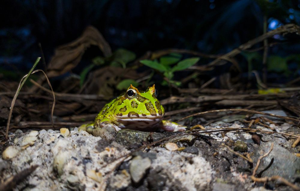 Photograph by Terence Ignatius