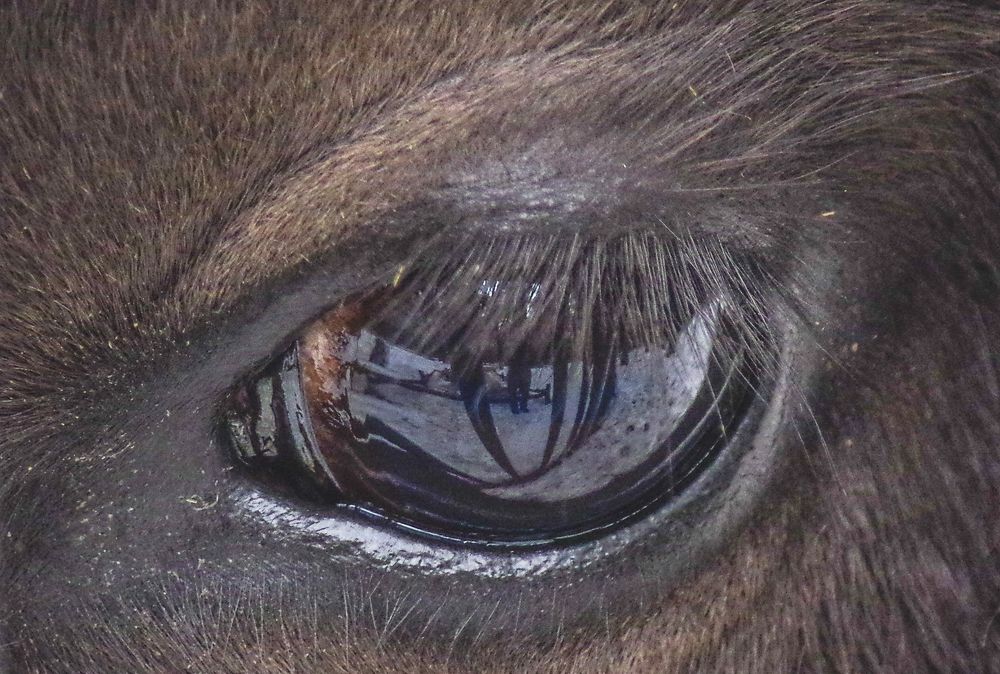 Лесные бизоны.