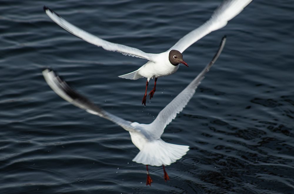 Photograph by Ирина Саломатина