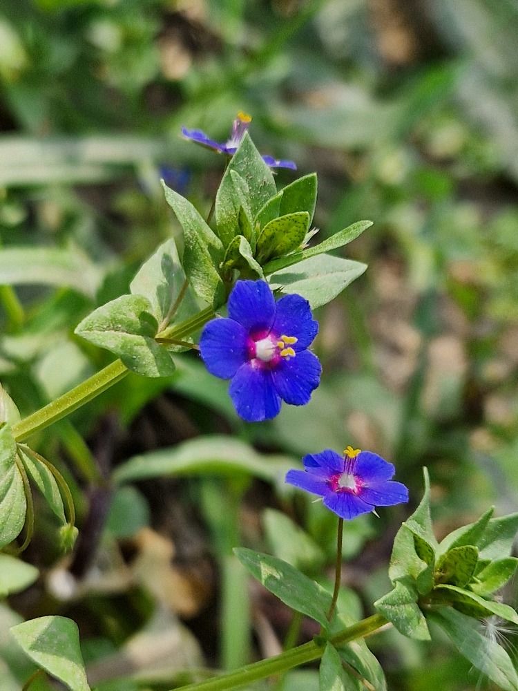 Лазурный Анагаллис