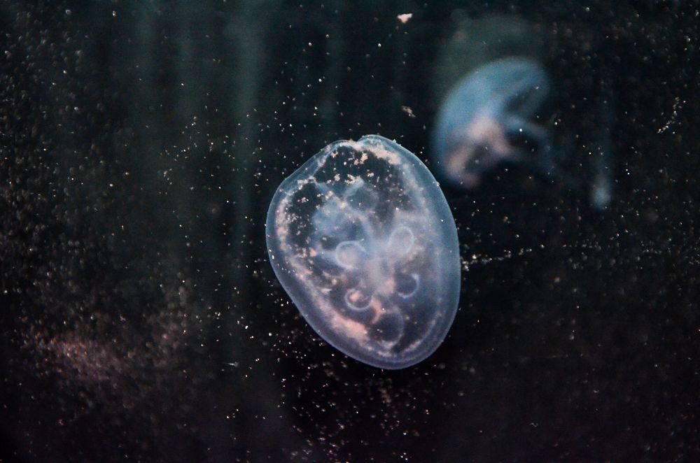 Photograph by Mirela Tortumanova