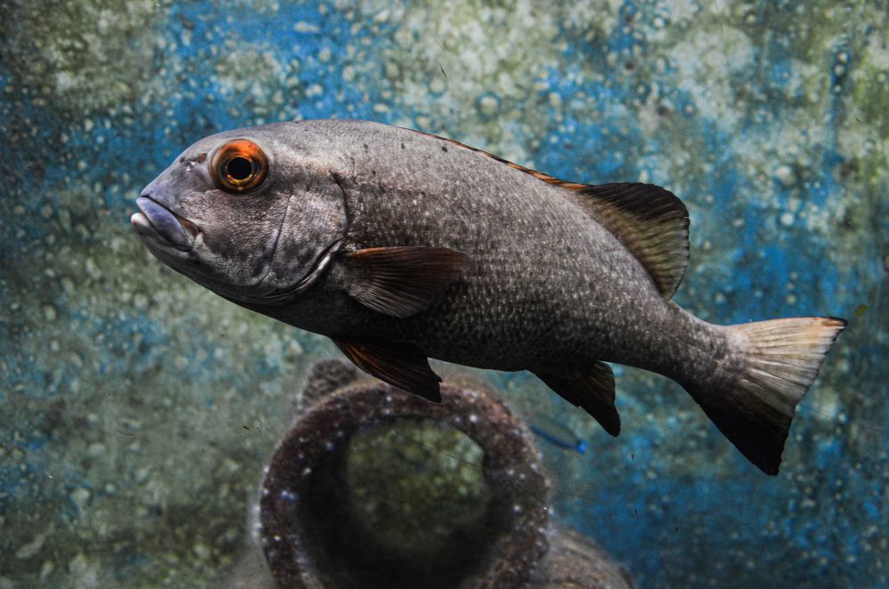 Photograph by Mirela Tortumanova