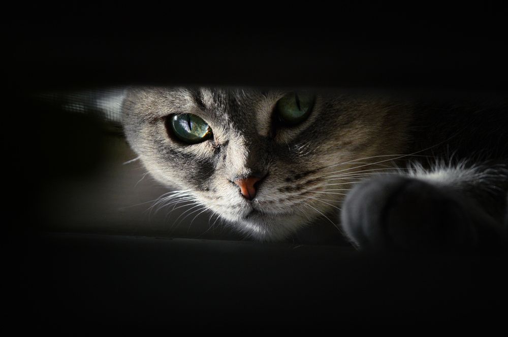 Кошка в окошке