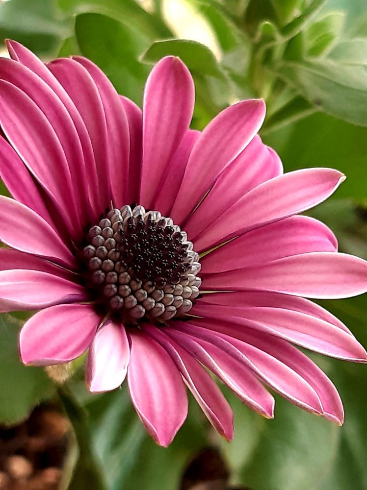 Photograph by virgilija61 Motejunaite