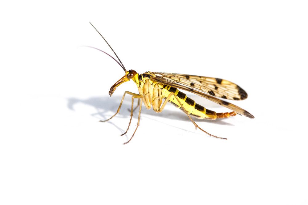 Photograph by Renaud Baldelli