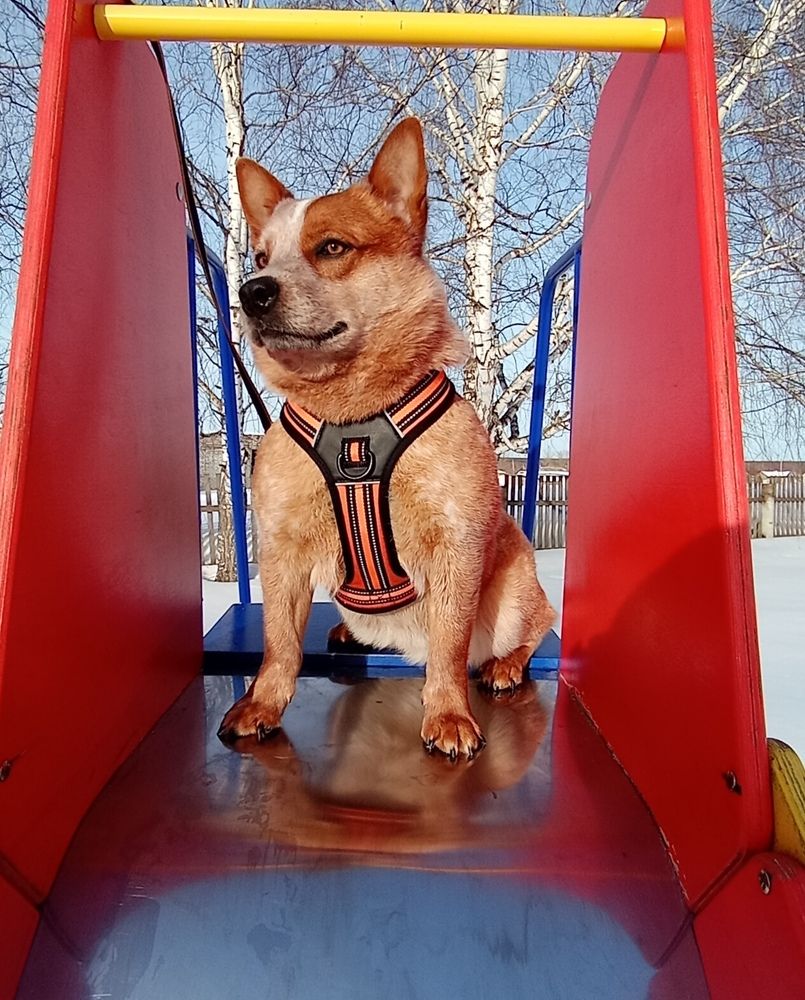 Наша любимка Пончик❤
