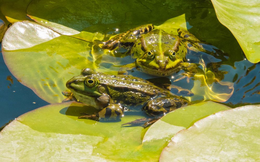 Пруд с лягушками