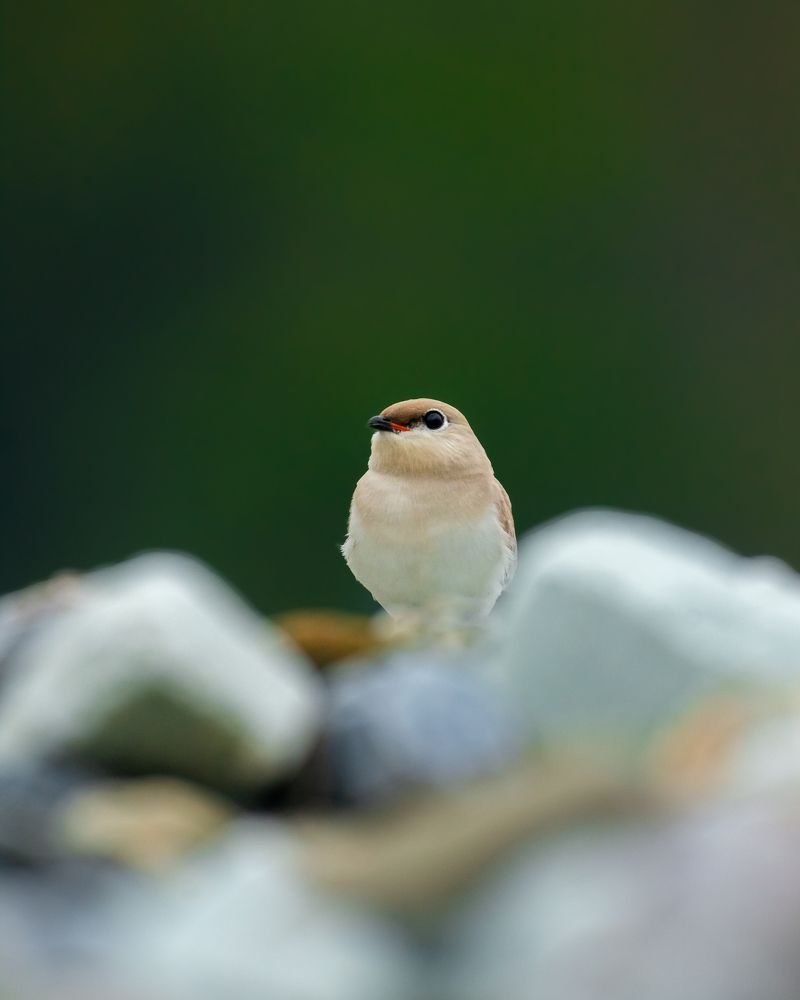 Feathered beauty amidst a river's rugged embrace.